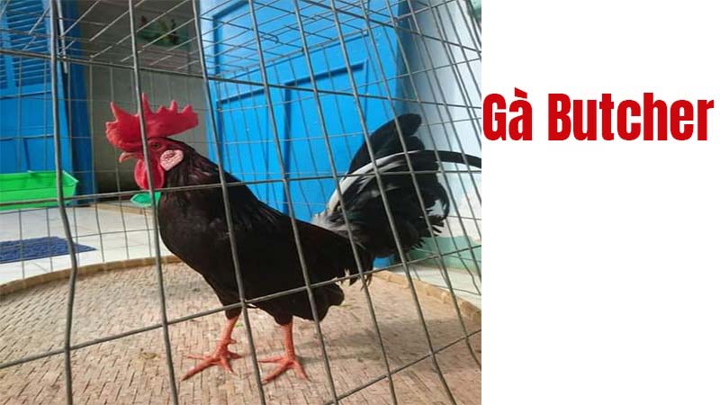 Tìm hiểu đặc điểm về giống bà Gà Butcher 