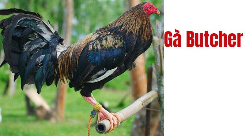 Gà Butcher là gì? Tìm hiểu dòng gà Butcher rặc