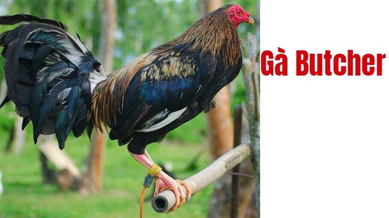 Kỹ thuật chăm sóc gà Butcher