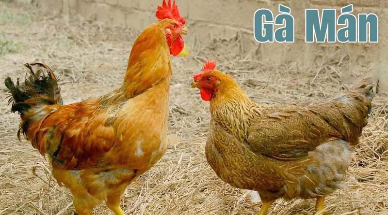 Gà Mán là gà gì? Tìm hiểu giống gà Mán Tây Bắc
