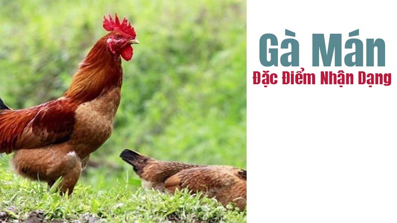 Hướng dẫn chọn gà Mán đẹp và khỏe mạnh nhất