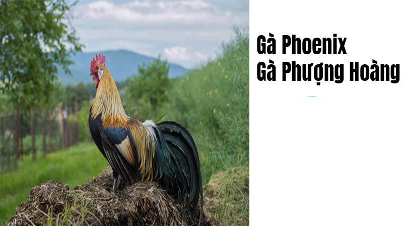 Gà phượng hoàng có giá thành bao nhiêu?