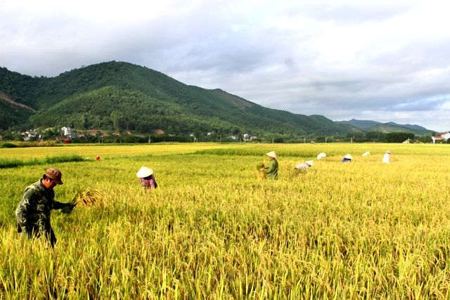 Nằm mơ thấy gặt lúa mang những ý nghĩa gì?