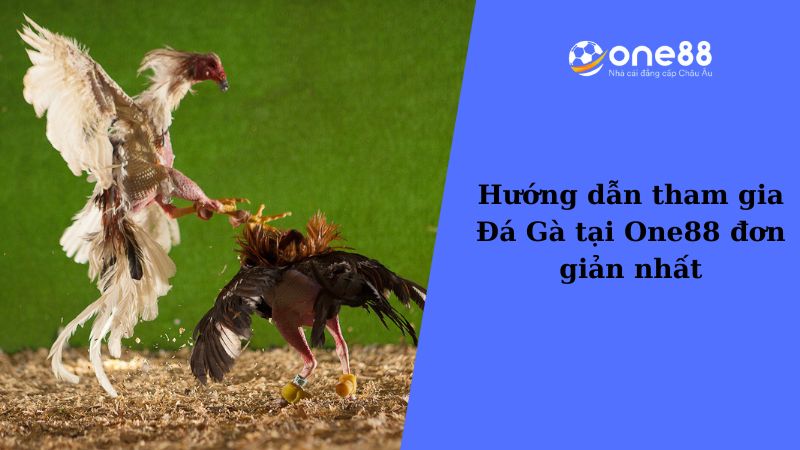 Hướng dẫn tham gia Đá Gà tại One88 đơn giản nhất