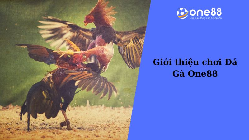 Giới thiệu chơi Đá Gà One88