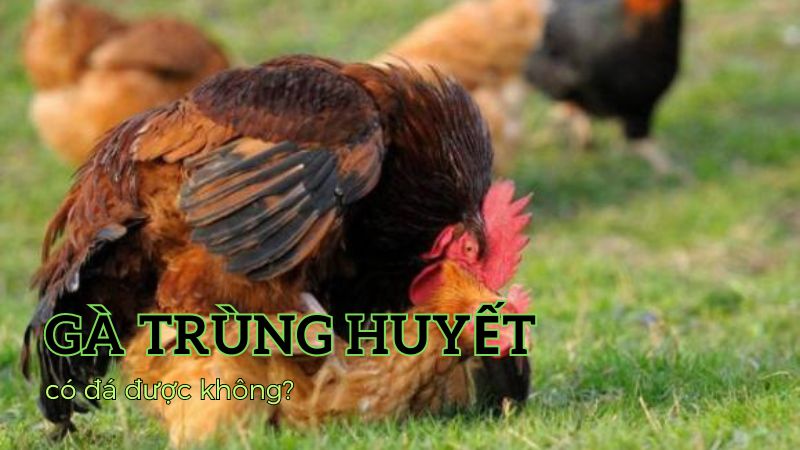 Giới thiệu về đổ gà trùng huyết