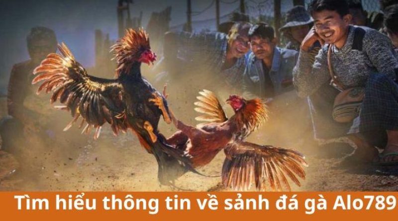 Đá Gà Alo789 – Sân Chơi Siêu Chất Lượng Cho Sư Kê Việt Nam