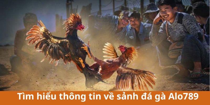 Tìm hiểu thông tin về sảnh đá gà Alo789