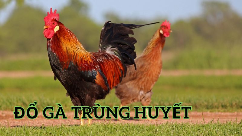 Giới thiệu về đổ gà trùng huyết