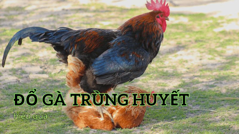 Giới thiệu về đổ gà trùng huyết 3