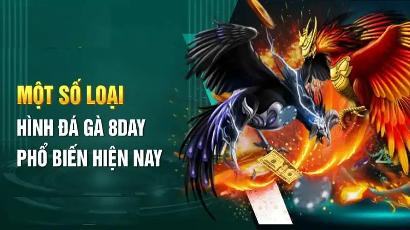 Điểm nổi bật của đá gà 8Day