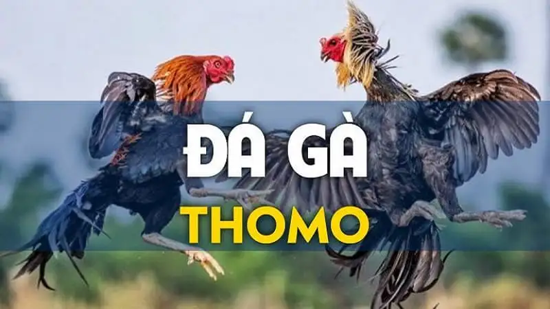 Các trò chơi hấp dẫn trên sảnh đá gà 8Day