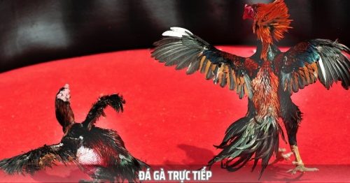 Đá Gà Trực Tiếp – Xem Live Các Trận Đấu Cam Go, Nóng Hổi