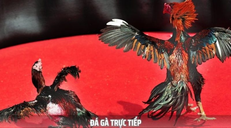 Đá Gà Trực Tiếp – Xem Live Các Trận Đấu Cam Go, Nóng Hổi