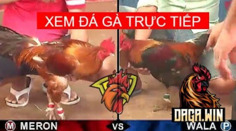Đá gà trực tiếp SV388 – Phát sóng những trận đá gà đỉnh cao