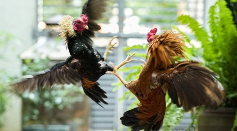 Đá gà Campuchia – Sân chơi hợp pháp và hấp dẫn bậc nhất Đông Nam Á