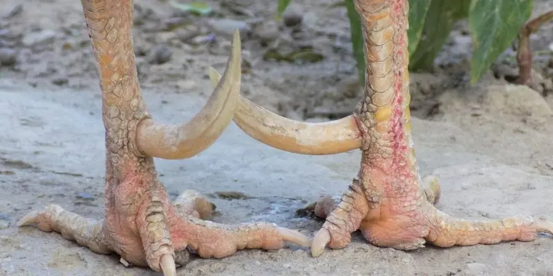 So sánh giữa vảy gà huyền trâm và vảy khai vương, tam tài