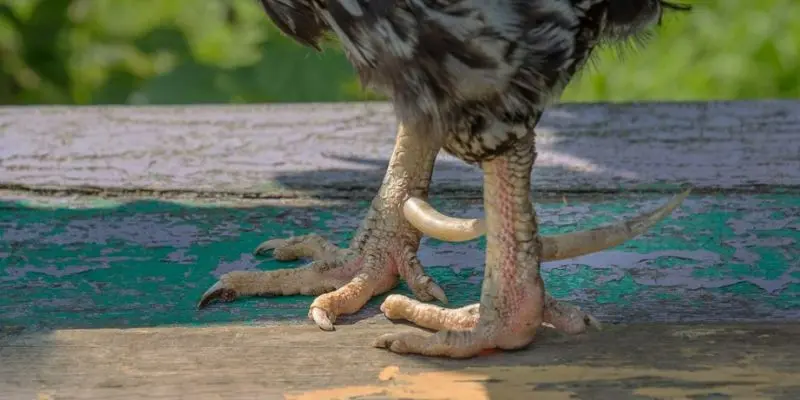 Gà chọi sở hữu vảy huyền trâm quý hiếm trong trận đấu