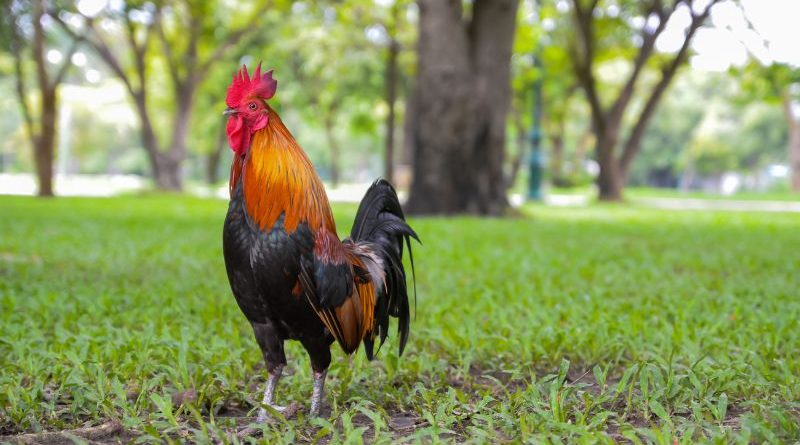 Vảy Giáp Vy Đao MU88 – Khám Phá Ý Nghĩa Và Giá Trị Trong Nghệ Thuật Chơi Gà