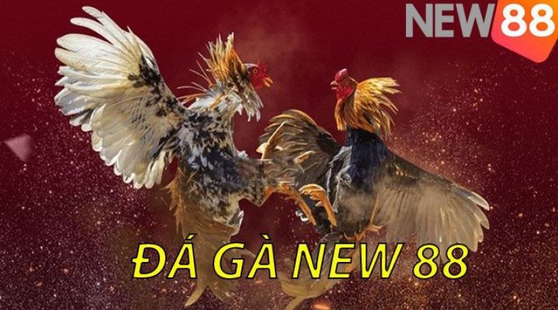 Đá gà New88 – Cộng đồng người chơi sôi động, hấp dẫn