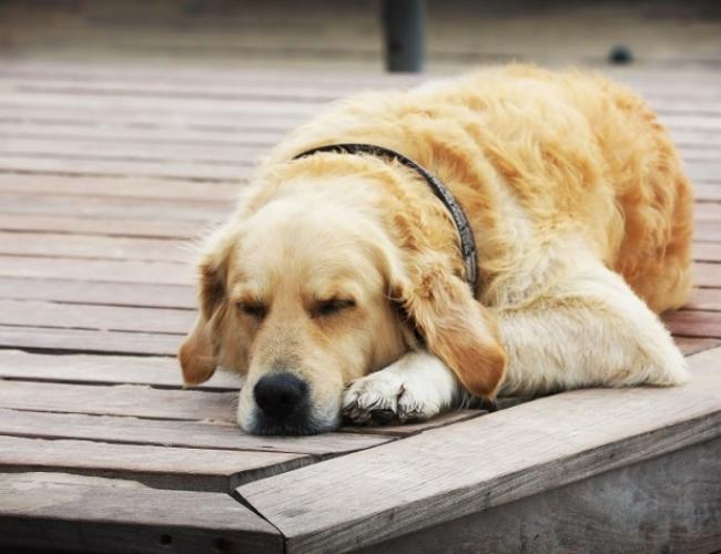 Mơ thấy chó đánh con gì? Giải mã chi tiết cụ thể cùng chuyên gia