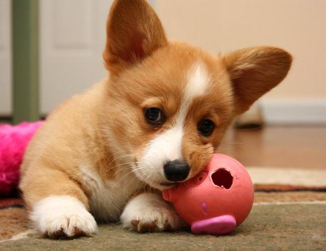 Mơ thấy chó đánh con gì mang nhiều ý nghĩa trong cuộc sống