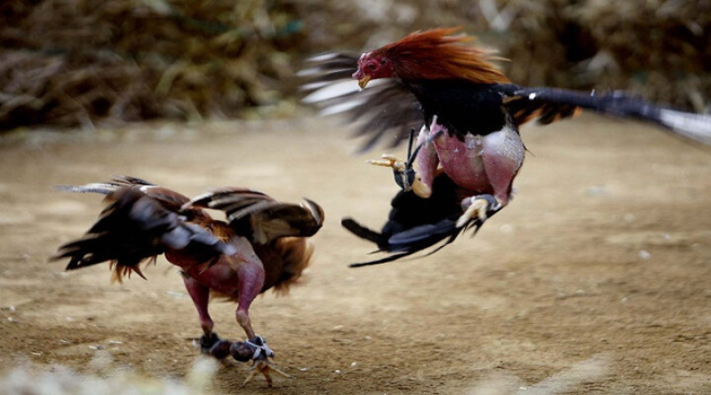 Đá gà AE888 – Sân chơi chọi kê trực tuyến đổi thưởng đỉnh cao