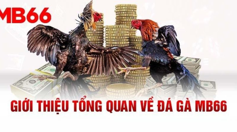 Kinh Nghiệm Cá Cược Đá Gà Mb66 Từ Người Chơi Thực Tế