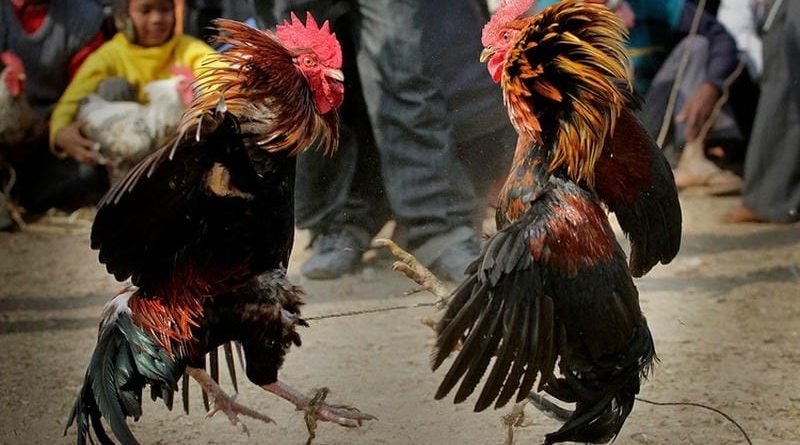 Đá gà FC88 – Trải nghiệm đá gà trực tuyến hấp dẫn người xem