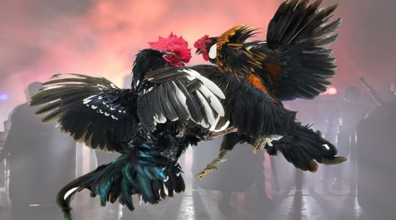 Đá gà TA88 – Đấu trường gà chiến trực tuyến uy tín và kịch tính bậc nhất